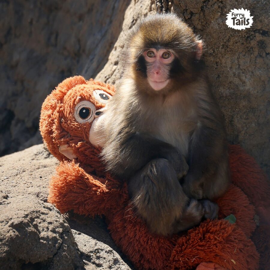 Punch the monkey sits on top of his plushie mother.